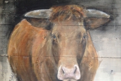 Koe op Steigerhout