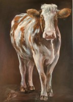 Rood-bonte koe