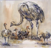 Struisvogel in Aquarel