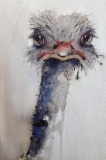 Struisvogel in Aquarel