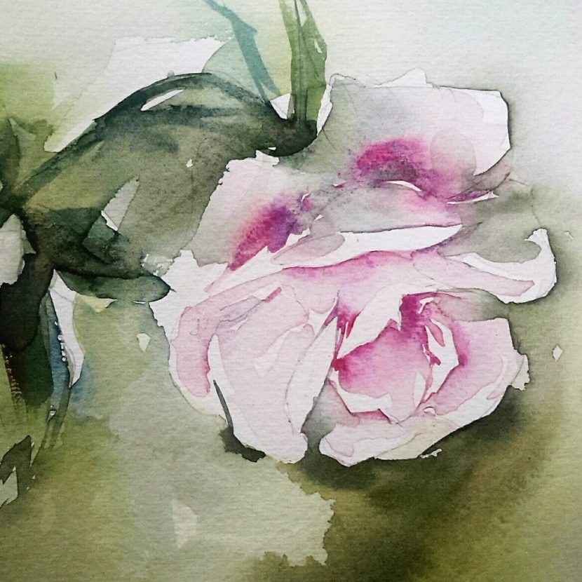 Aquarel-roos